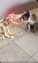 dog halloween prop