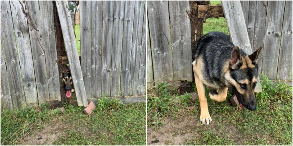 Dog Breaks Through Neighbor's Fence - The Dodo