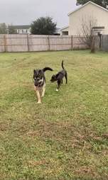 dog breaks through fence
