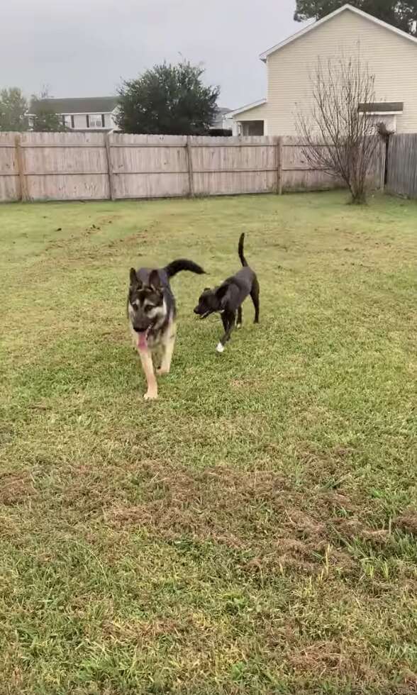 dog breaks through fence