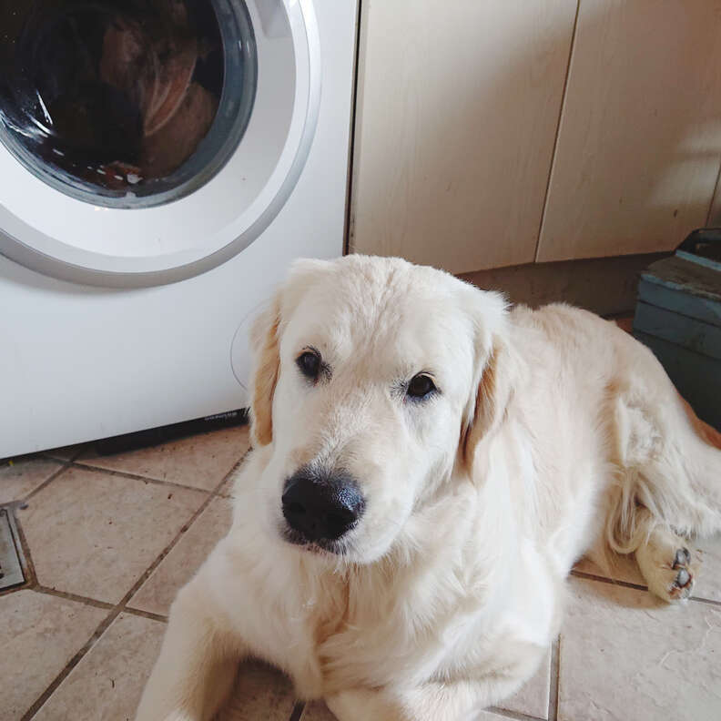 dog hates washing machine