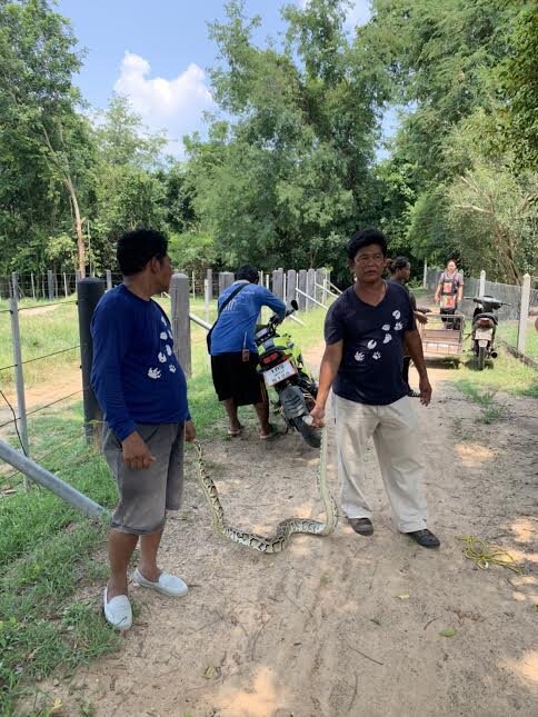 Guy Saves Python Trying To Cross Road In Thailand - The Dodo