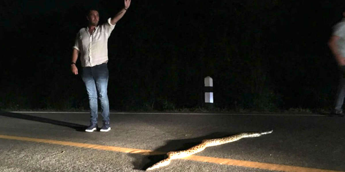 Guy Saves Python Trying To Cross Road In Thailand - The Dodo