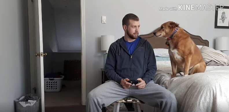 Dog tries to distract dad from video games