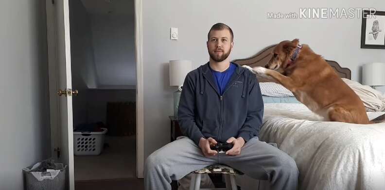 Dog stops dad from playing video games