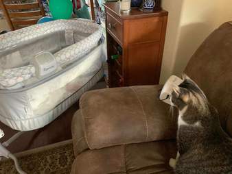 cat and baby