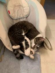 cat and baby