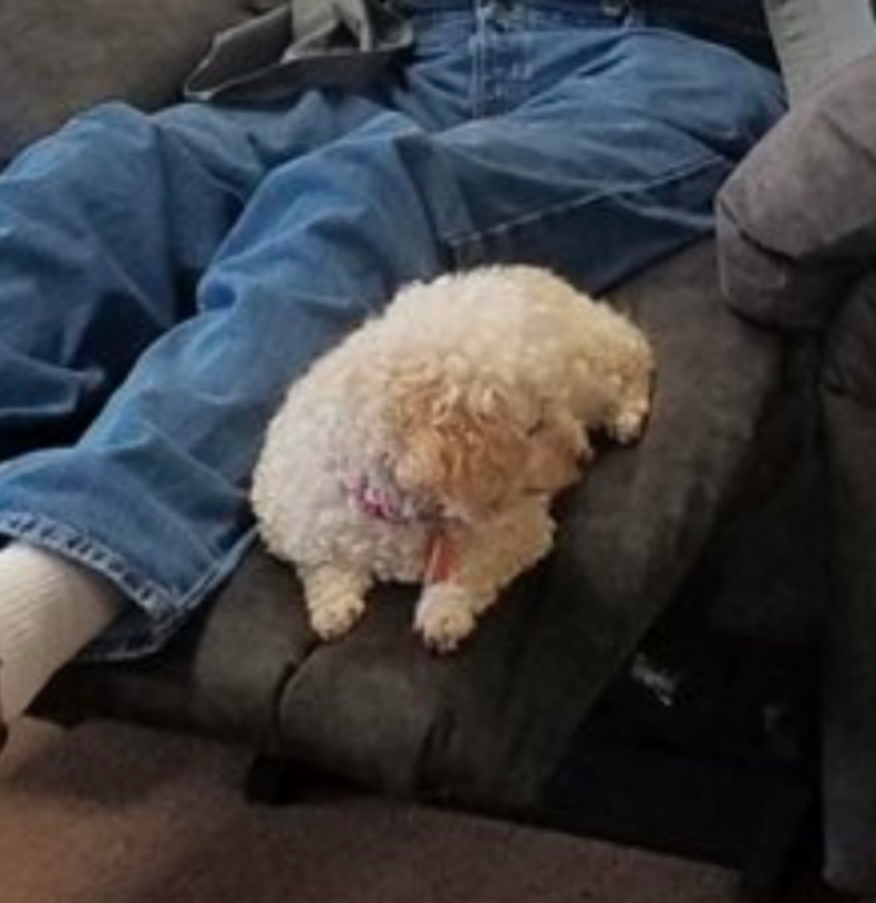 Image result for grandpa brings dog to furniture thedodo