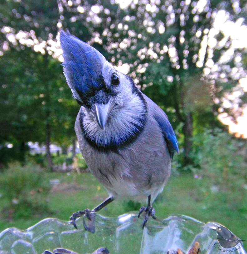 Bluebird captured on backyard feeder cam