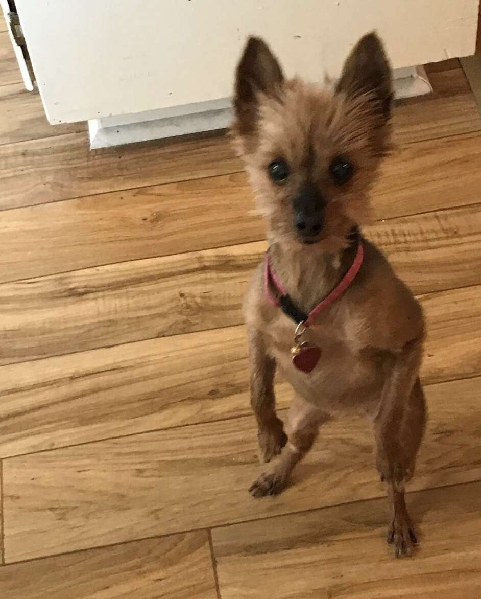 dog fakes injuries