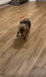 dog fakes injuries