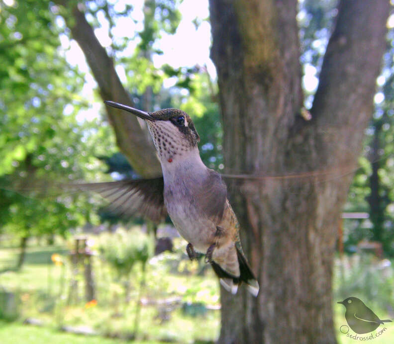 Hummingbird visits Michigan backyard