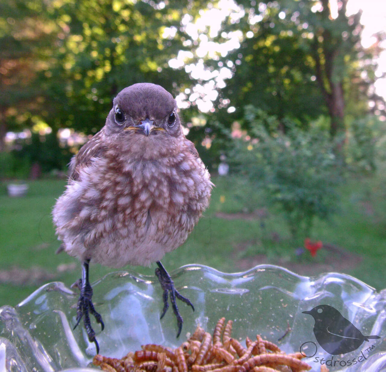 A grumpy baby bluebird visits the feeder