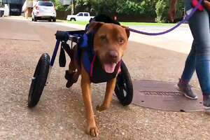 Dog Who Loves His New Wheelchair Is Looking For A Family