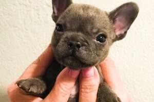 Tiny Cleftie Puppy Has The Best Reaction To His Tiny Foster Brother
