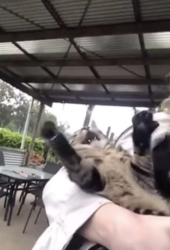cat sees rain for the first time