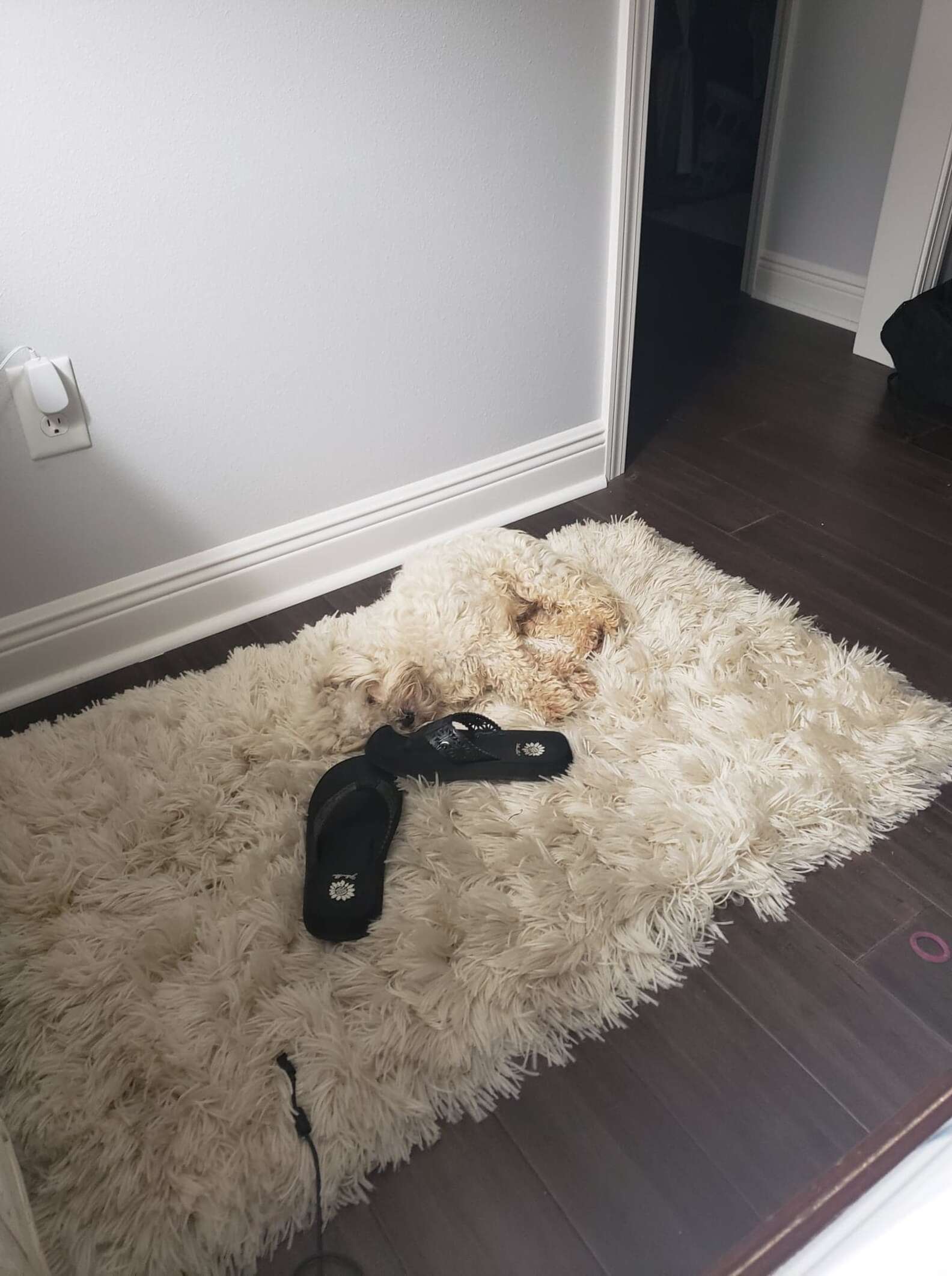Собака на ковре