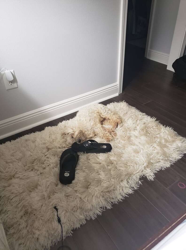 dog hides on rug