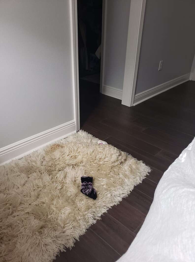 dog hides on rug