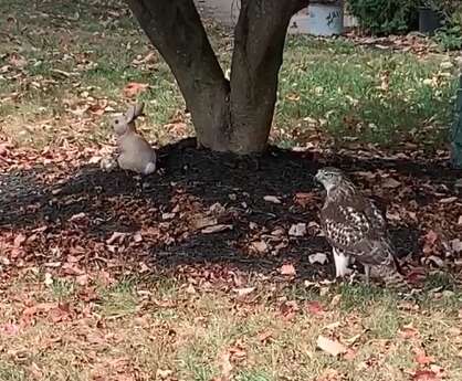 Hawk Can't Understand Why This Little 'Bunny' Isn't Scared Of Him - The ...