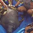 200 People Try To Save Manatees Stuck After Hurricane