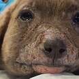 Puppy Abandoned With Bloated Face Gets The Best Family