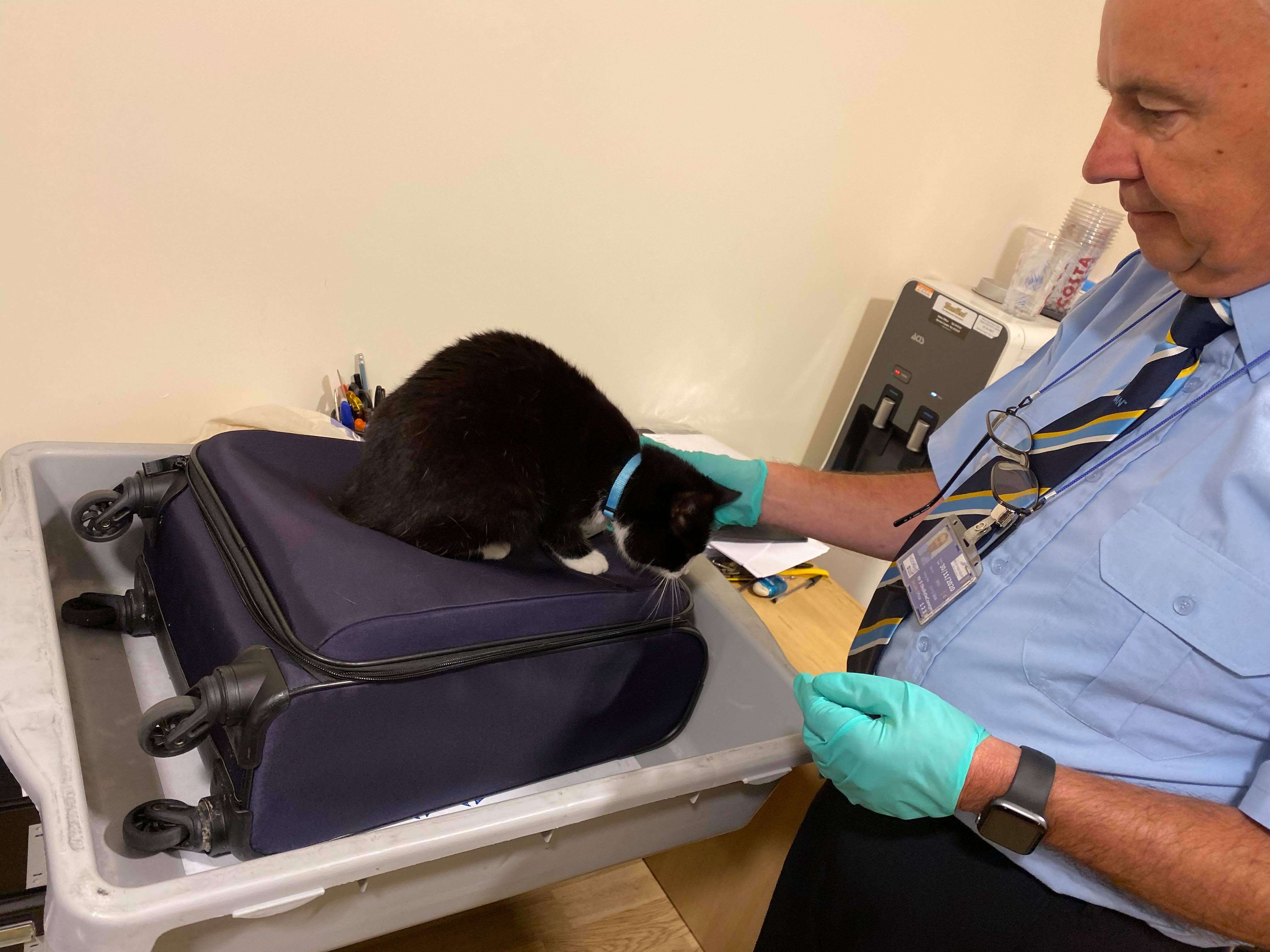Cat stows away in owner's luggage