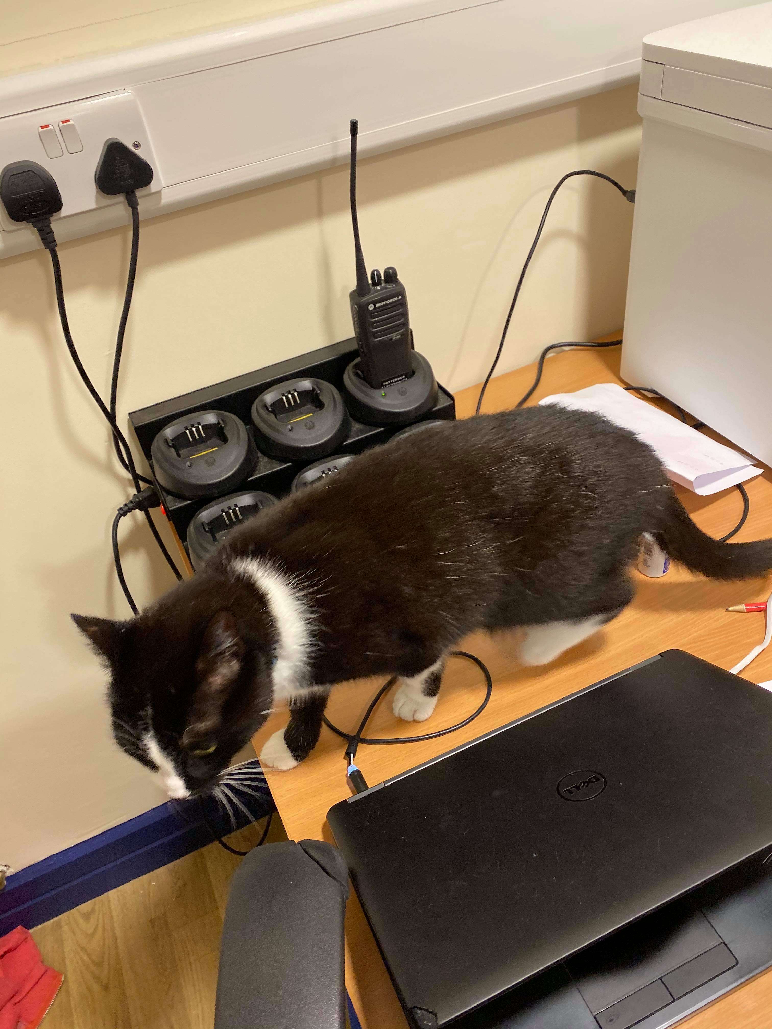 Cat discovered in luggage by airport security