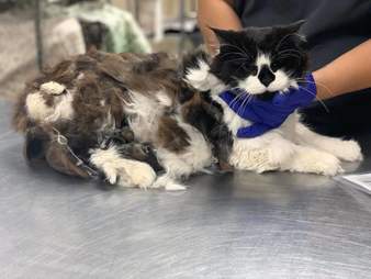 matted cat