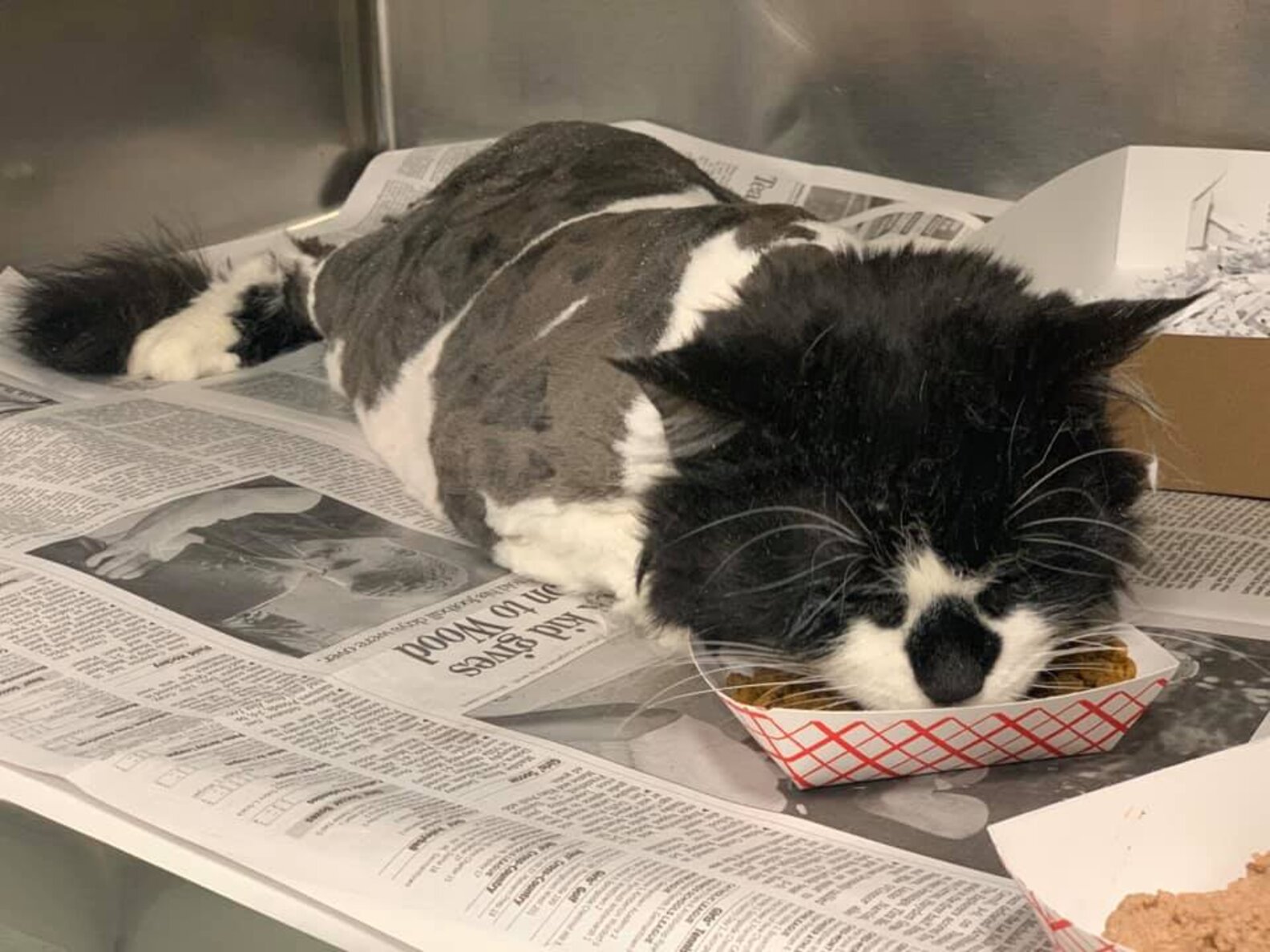 Family Finds Matted Cat In Basement The Dodo