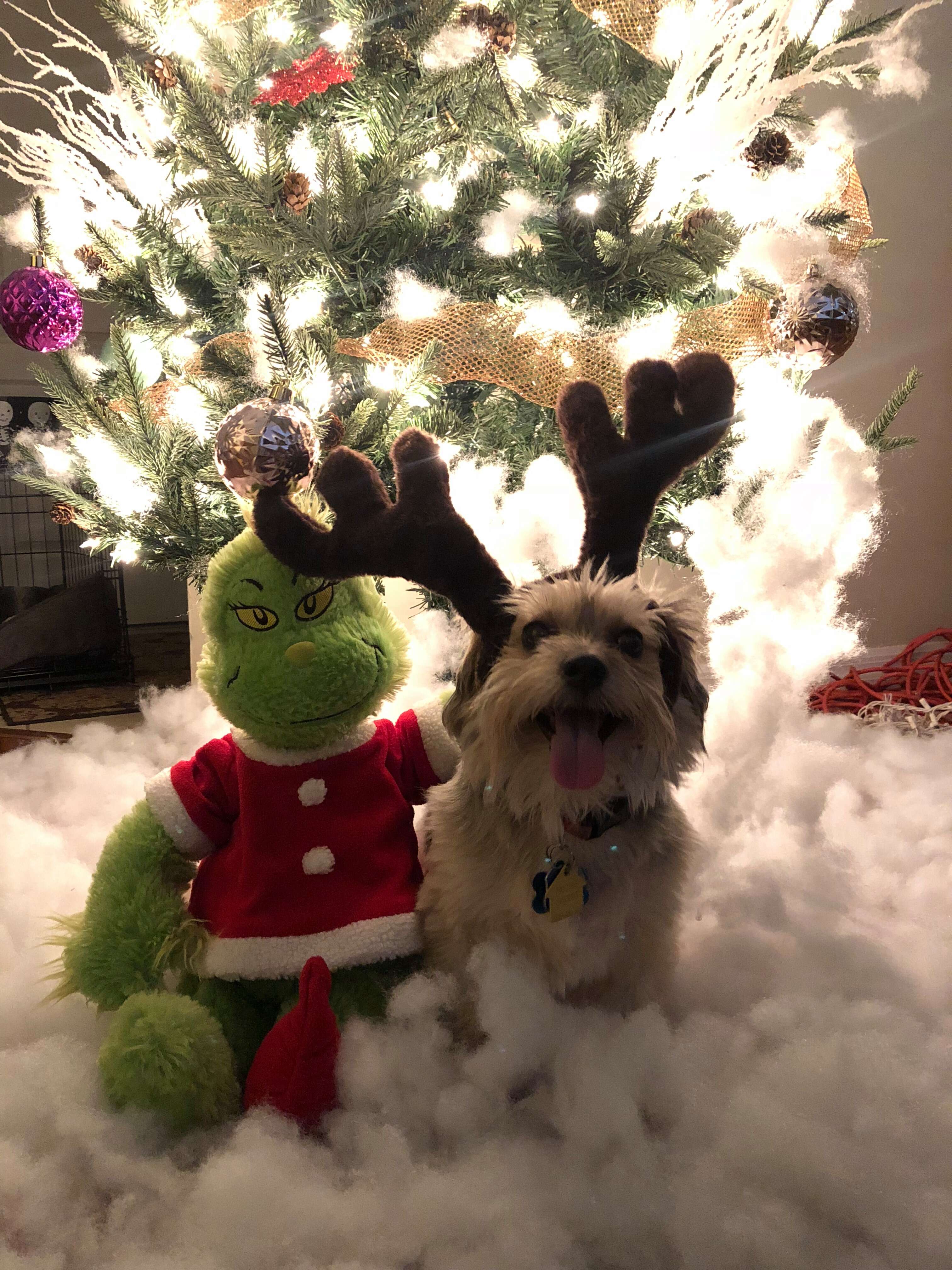 Simba the dog and his Grinch toy on Christmas