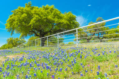 Texas Bluebonnets