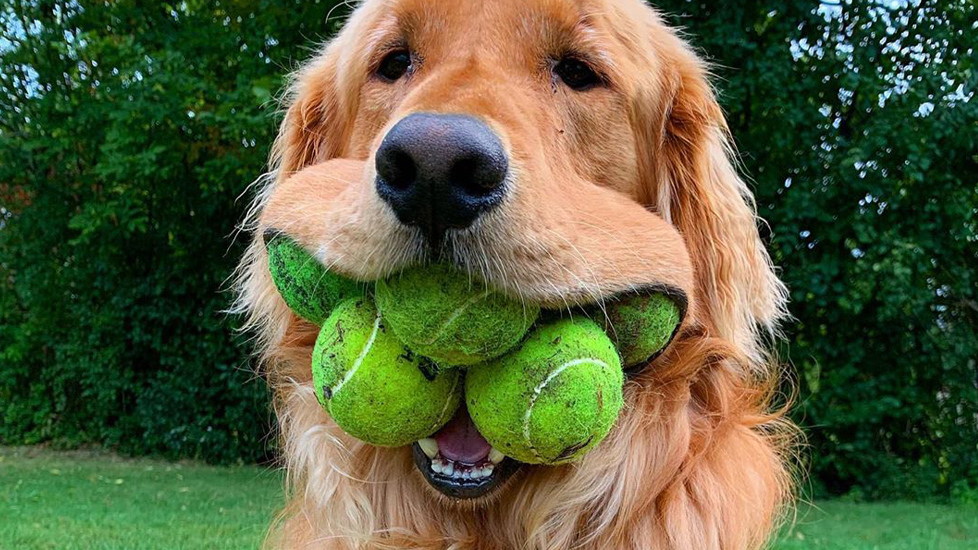 golden retriever loves tennis balls