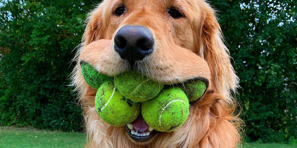 My dog is obsessed with tennis balls best sale