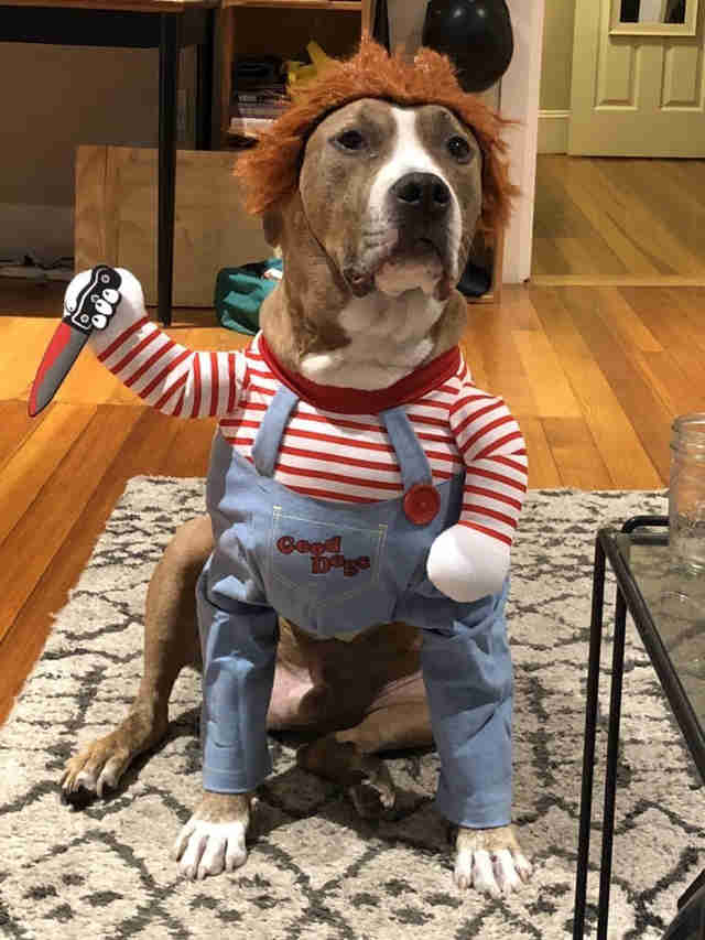 pet chucky costume