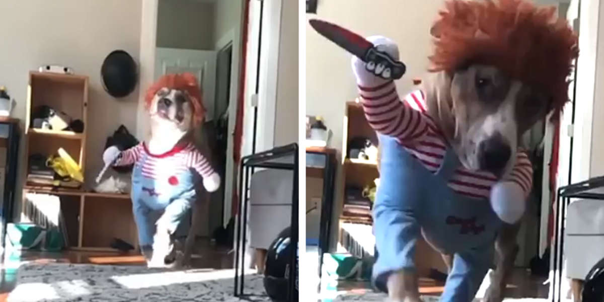 This Dog's Terrifyingly Cute 'Killer' Costume Just Won Halloween The Dodo