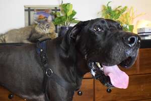 Wobbly 120-Pound Dog Is Looking For A Devoted Family
