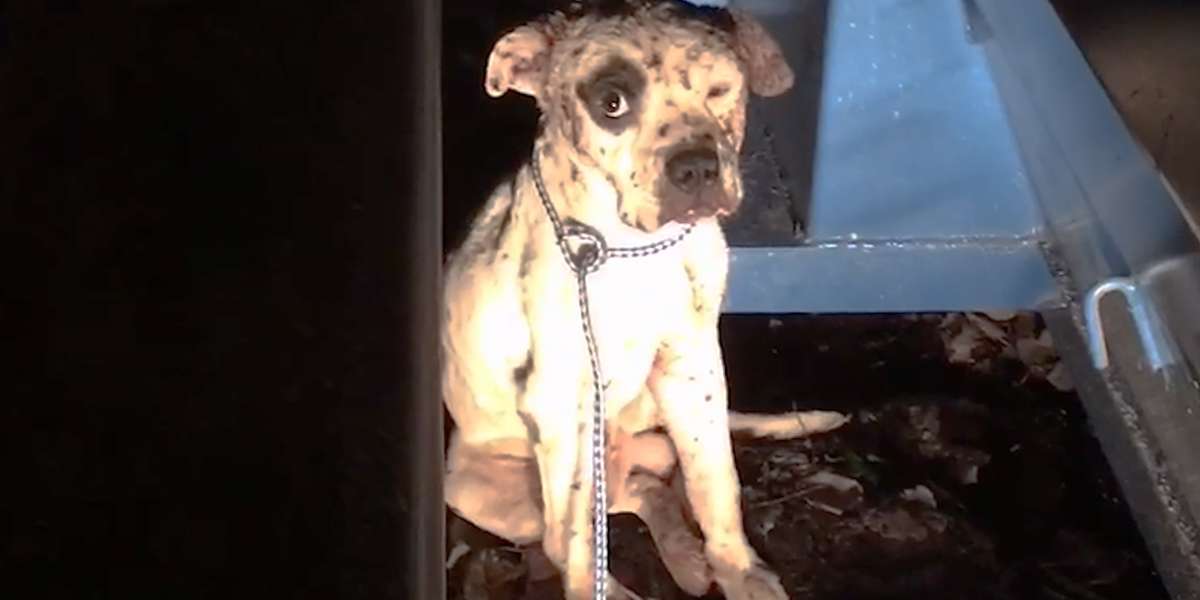 Pittie Rescued From Dogfighting Becomes The World's Most Spoiled Dog ...