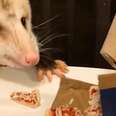 Rescue Opossum’s Mom Cooks Mini Foods Just For Him