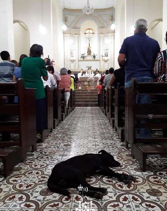 A dog seeks shelter in a church in Brazil