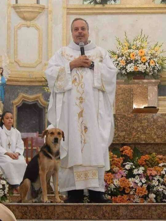Dog on pulpit during mass
