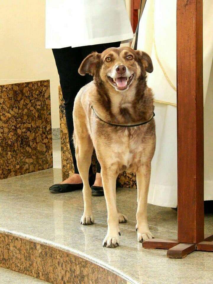 A stray dog for adoption at church