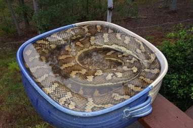 snake in bird bath