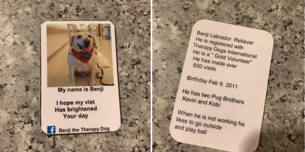 Therapy Dog Hands Out Business Cards Everywhere He Goes The Dodo