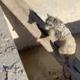 Raccoon Climbs Her Way Out Of Wet Concrete