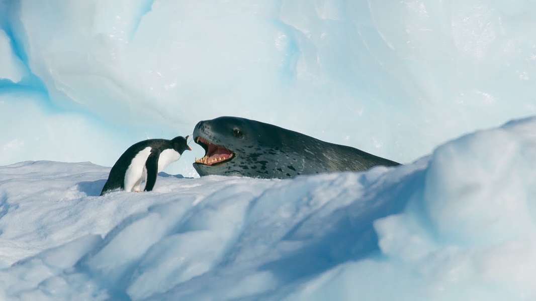 BBC Earth 'Seven Worlds, One Planet': Watch Penguin and Seal Standoff