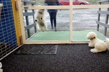 doggy daycare