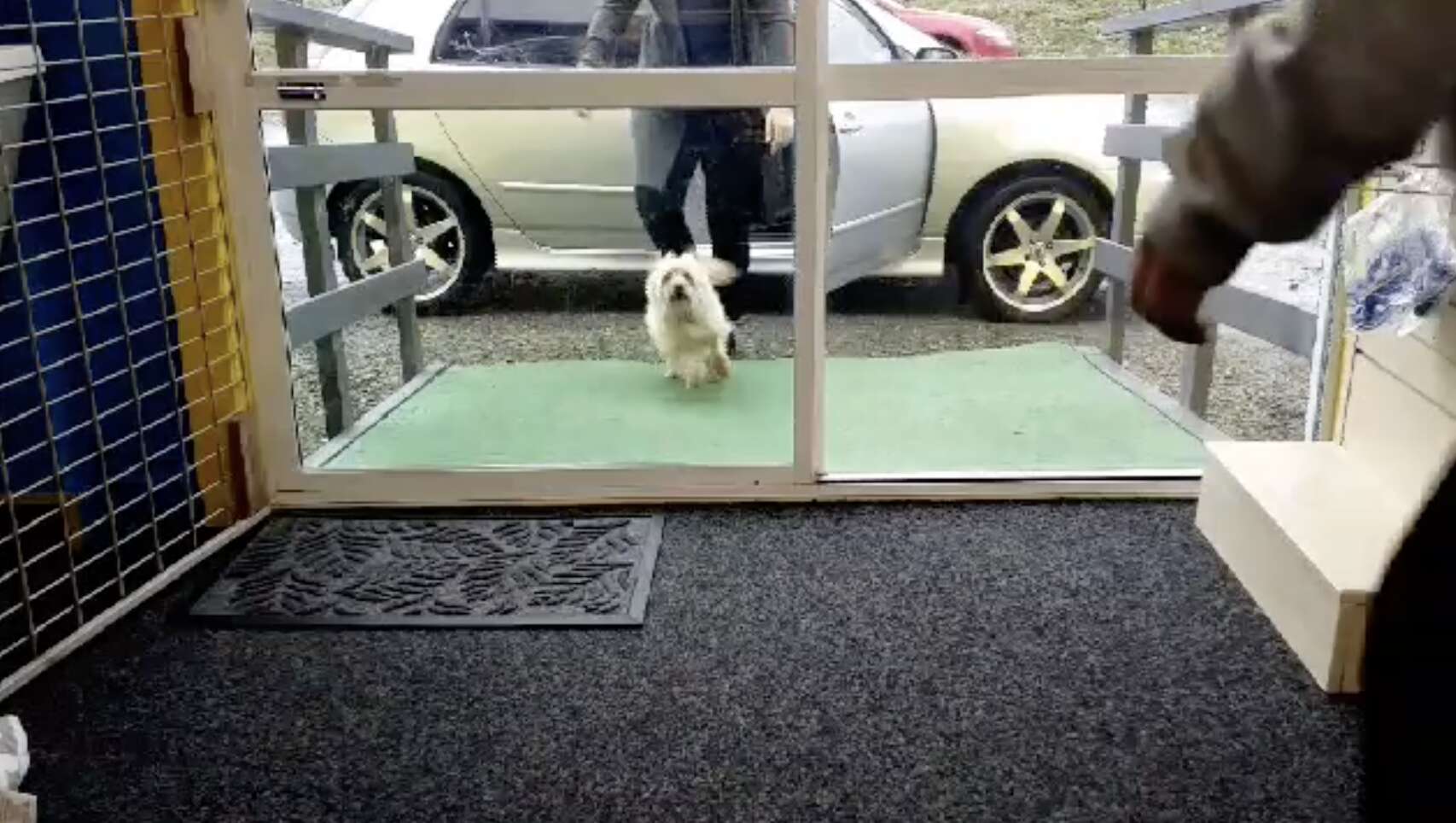 doggy daycare