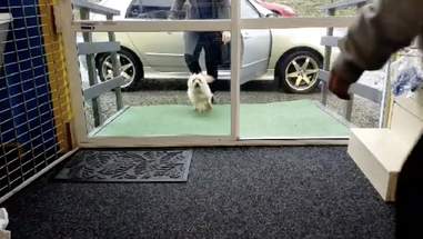 doggy daycare