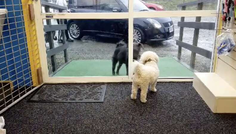 doggy daycare